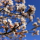 上野公園の桜（広島県　庄原市）