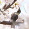 桜とヒヨドリ