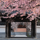 桜門