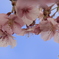 _桜と空