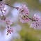 しだれ桜