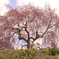 しだれ桜