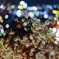 桜夜景
