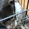 コツメカワウソ