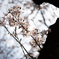 cherry blossom