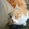 野良猫 またエサ頂戴ね