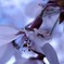 雨上がりのうつむく桜花