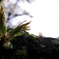 浴びる光を探す桜の芽