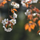 山の桜1