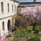 京都府庁 中庭の春2