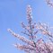空に向く桜