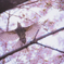 大宮公園