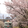 桜にズーム