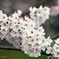 桜の表情