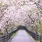 雨上がりの桜並木