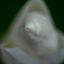 木蓮