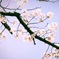 桜 その5