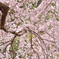 桜さえ風の中で揺れて