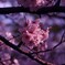 SAKURA 2021 #2