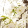 桜？なんの花だろ…