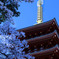 桜と相輪ー高幡不動尊