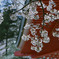 満開ー高幡不動尊