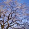 桜と空