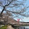 庄原・上野公園は春爛漫