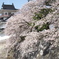 富山城と桜