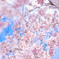 春の訪れ