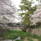 夙川の桜