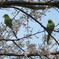桜をくわえたり眺めたり