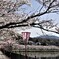 庄原・上野公園の桜