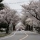 桜街道