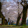桜並木