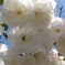 胡蝶桜
