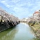 大岡川の桜