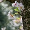 芽吹き。
