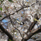 桜にシジュウカラ、その1
