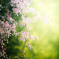DOF of dream