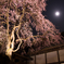 しだれ桜