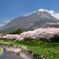 由布岳と桜