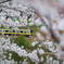 桜トンネル