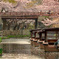 桜の水路