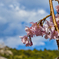 醍醐寺の桜１