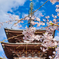 醍醐寺の桜2