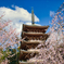 醍醐寺の桜3