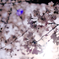 京都の桜（2021年3月）　2