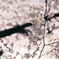 京都の桜（2021年3月）　3