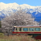 富山地鉄の春